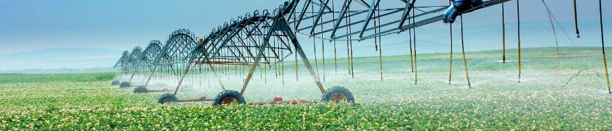potato materials field