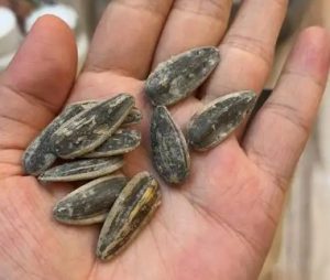 Do Sunflower Seeds Go Bad
