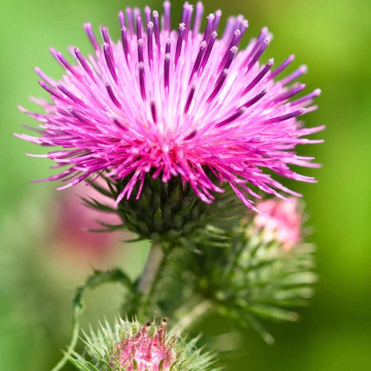 Does Milk Thistle Expire? How Long Does Milk Thistle Last & How to Store It Right