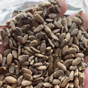 Does Milk Thistle Expire