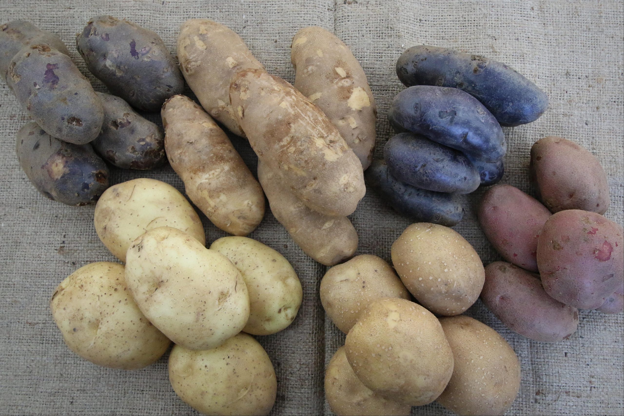 Functional Benefits of Potato Ingredients in Food Manufacturing