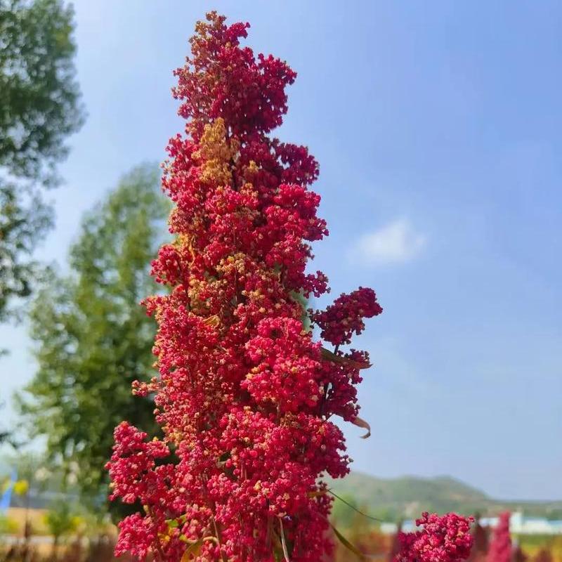 Is Quinoa Chametz?