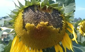 Sunflower Seeds