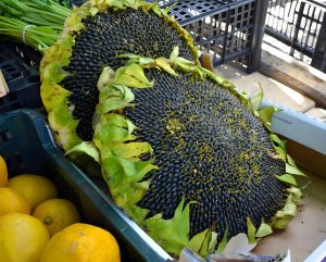 Sunflower Seeds