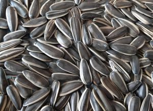 Sunflower Seeds