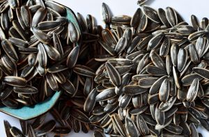 Sunflower seeds for planting vs consumption