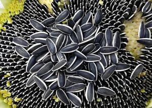 Sunflower seeds for planting vs consumption