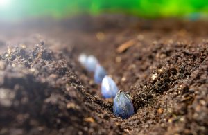 Sunflower seeds for planting vs consumption