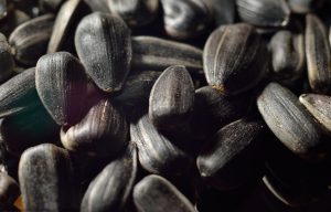 black oil sunflower seeds