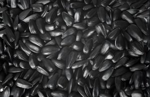 black oil sunflower seeds