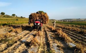 Red kidney bean harvest in Kelan County, Shanxi Province