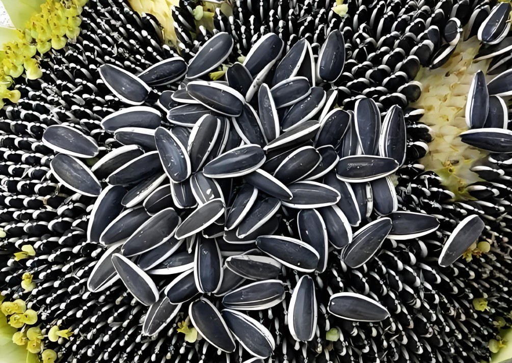 Sunflower seeds for planting vs consumption