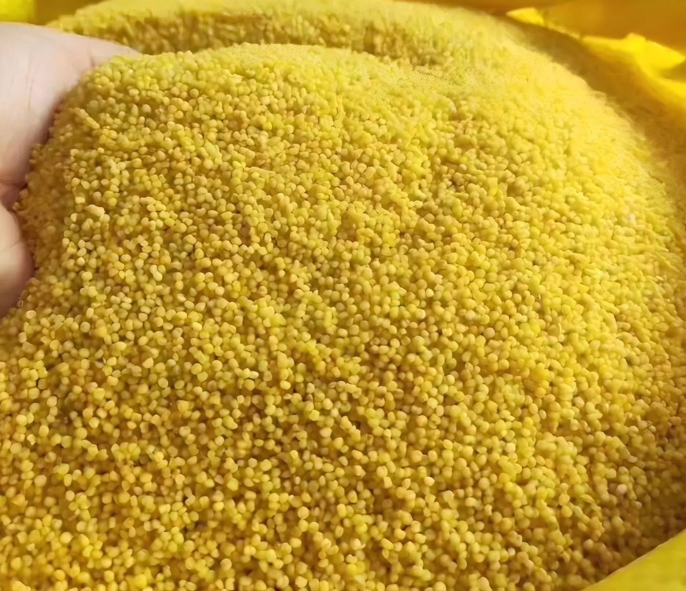 Hebei Millet